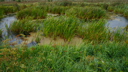 Anklamer Stadtbruch in Wind und Regen