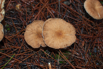 Setas de bosque en otoño en la Comunidad de Madrid