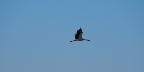 cigüeña volando bajo el cielo azul de otoño, plumaje negro y blanco, patas y pico rojos y largos, lérida, españa, europa