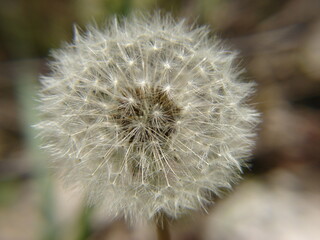 dandelion close up