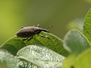 a beetle from the suborder of mites sits on a leaf