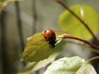 a beetle named ladybug descends from the leaf