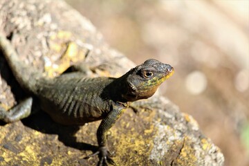 lizard on the rock