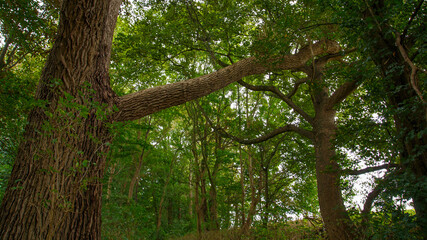 Fototapeta premium Wald am Peeneufer