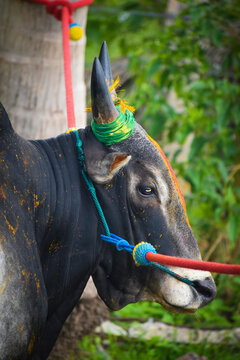 Jallikattu Images – Browse 181 Stock Photos, Vectors, and Video | Adobe Stock Jallikattu Images – Browse 181 Stock Photos, Vectors, and Video | Adobe Stock