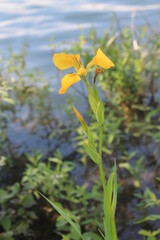 Iris d'eau jaune