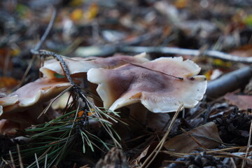 Mushroom © Strumyk