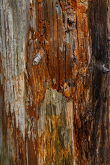 Alter und morscher Baumstamm