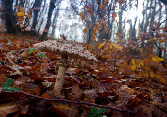 mushrooms in the beech forest in autumn Macrolepiota procera mushroom of the Agaricaceae family
