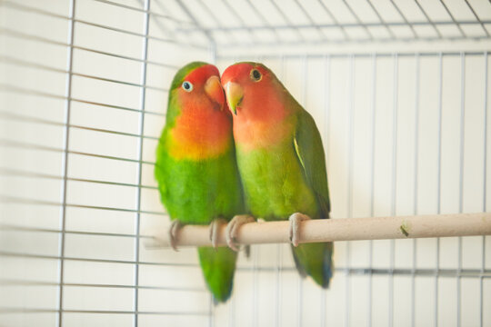 Two green wavy parrots sits in a cage . Rosy Faced Lovebird parrot in a cage . birds inseparable . Budgerigar on the cage. Budgie parakeet in birdcage. Parrot