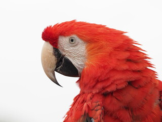 Ein Hellroter Ara, Ara macao, als Freisteller vor weißem Hintergrund