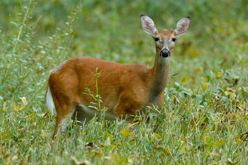 Three legged White-tailed Doe (Odocoileus virginianus) standing in a soybean field during late summer. Selective focus, background and foreground blur
