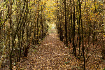 Footpath through the autumn forest. Autumn landscape