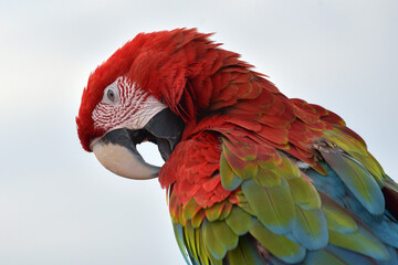 Close up photo of macaw parrots