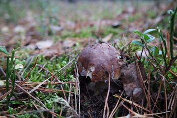 Mushroom © Strumyk