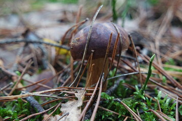 Mushroom © Strumyk