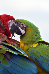 Close up photo of macaw parrots