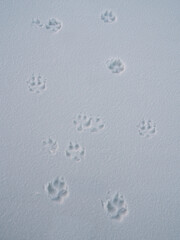 the beast left its footprints in the white snow