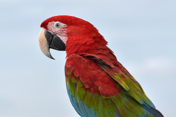 Close up photo of macaw parrots