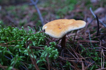 Mushroom