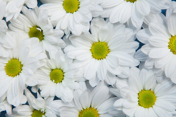 Flowers over painted wooden table. Flowers background for text. Floral background, flower border. Blossom flowers.