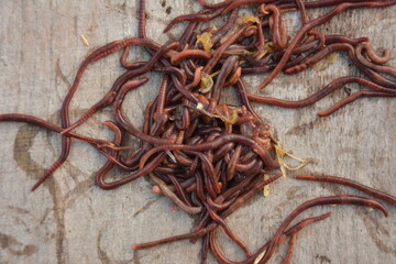 Earthworms for organic farming and agriculture, dew worms