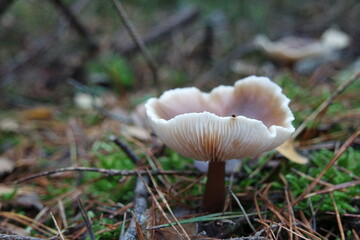 Mushroom © Strumyk