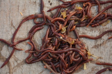 Earthworms for organic farming and agriculture, dew worms