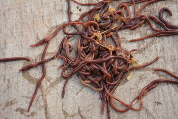 Earthworms for organic farming and agriculture, dew worms