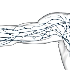 Human Lymph Nodes Anatomy For Medical Concept 3D Rendering