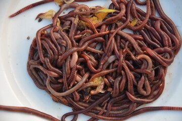 Earthworms for organic farming and agriculture, dew worms
