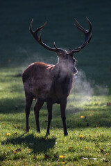 Ein Rothirsch im morgendlichen Gegenlicht