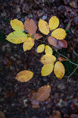 Herbstlich verfärbte Buchenblätter