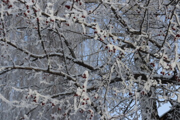 branches