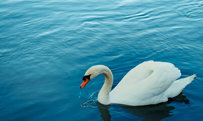 Schwan in einem See. Portait eines Schwans