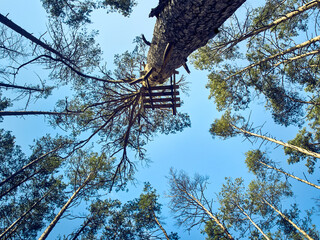 Scenic view of tall trees in the forest.