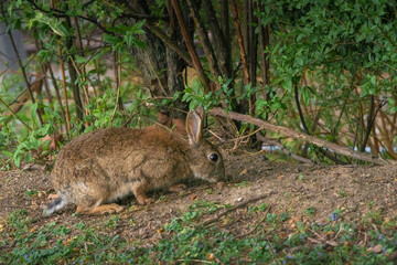 Kaninchen in einem Park auf der Suche nach Essen