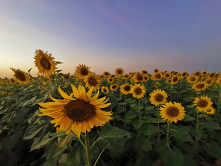 Sunflowers garden is blooming in the sunset sky at Lopburi province Thailand.