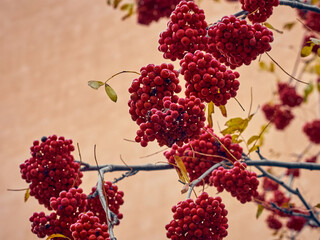 Red rowan berries on a tree without leaves.