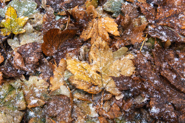 autumn leaves in the snow