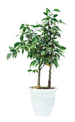 Home indoor plant ficus in a white pot isolated on a white background. Benjamin Kinky ficus, two mini trees in one pot, indoor plant care.
