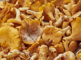 Fresh yellow chanterelle edible mushrooms.