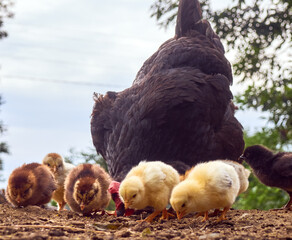 Chicken with chickens in the farmyard.