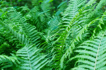 great green bush of fern in the forest
