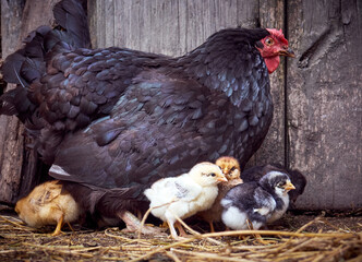 Chicken with chickens in the farmyard.
