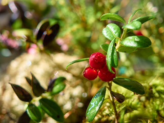 Red ripe lingonberry on natural forest background