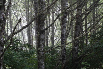 Alder trees in the mist of the Oregon coast.