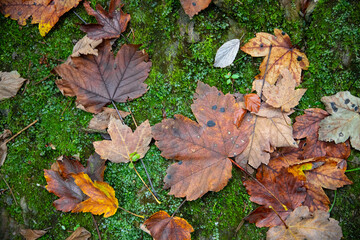 Herbstlaub auf Moosbett