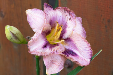 daylily flowers in the garden