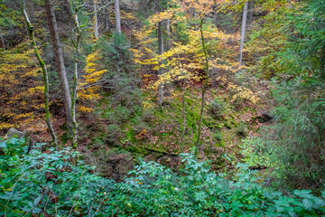 Verfärbtes Herbstlaub im Laubwald